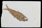 Detailed Knightia Fossil Fish - Wyoming #75908-1
